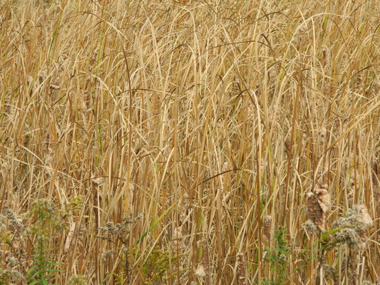 Product picture Nature 1