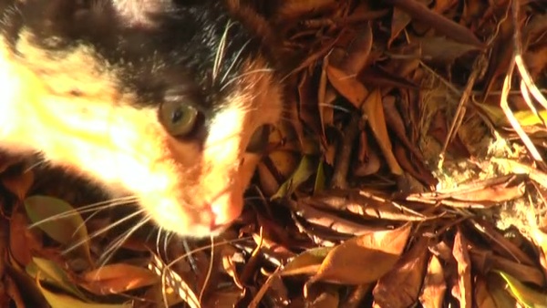 Product picture Fire 24