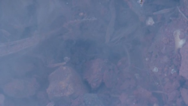 Product picture Smoke 19